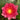 Arethusa water lily - pond plants - water lilies - aquatic plants-0