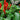 Arum italicum - Marginal Pond Plants - Pond Plants - Water Plants - Bog Plants-0