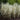Arundo donax variegata (Variegated giant reed grass) - Marginal Pond Plants - Pond Plants - Water Plants-0