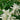 Astilbe white (False goats beard) - Marginal Pond Plants - Pond Plants - Water Plants-9 cm-0