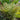 Athyrium otophorum okanum - Marginal Pond Plants - Pond Plants - Water Plants-0