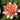 Aurora water lily - pond plants - water lilies - aquatic plants-0
