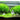 Blyxa Japonica - submerged - Aquarium Strands-0