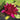 Burgundy Princess water lily - pond plants - water lilies - aquatic plants-0