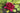 Burgundy Princess water lily - pond plants - water lilies - aquatic plants-0