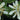 Caltha palustris (Leptosepala) - Marginal Pond Plants - Pond Plants - Water Plants-0