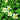 Caltha palustris alba (White Himalayan marigold) - Marginal Pond Plants - Pond Plants - Water Plants-0