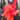 Canna 'Black Knight' - Marginal Pond Plants - Pond Plants - Water Plants - Bog Plants-0