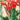 Canna Endevour red - Marginal Pond Plants - Pond Plants - Water Plants - Bog Plants-0