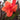 Canna 'Black Knight' - Marginal Pond Plants - Pond Plants - Water Plants - Bog Plants-19633