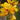 Canna Golden Lucifer - Marginal Pond Plants - Pond Plants - Water Plants-0