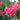 Canna 'Orchid' - Marginal Pond Plants - Pond Plants - Water Plants - Bog Plants-0