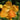 Canna Picasso - Marginal Pond Plants - Pond Plants - Water Plants - Bog Plants-None-3 Ltr-0