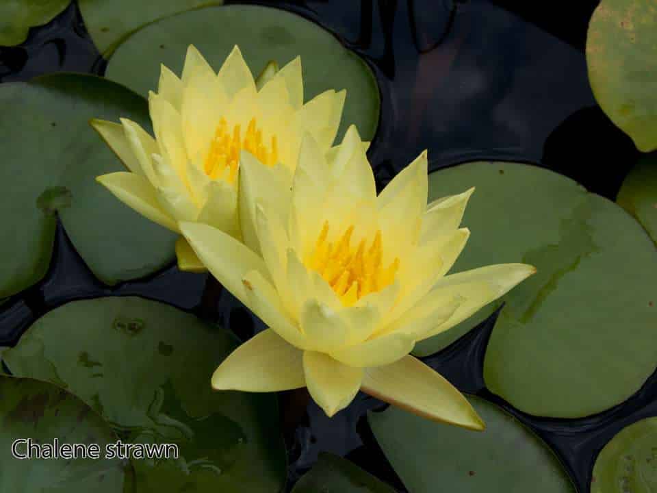 Chalene Straw water lily pond plants water lilies aquatic plants