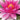 Charles de Meurville water lily - pond plants - water lilies - aquatic plants-14121