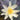 Chromatella water lily - pond plants water lilies aquatic plants-19883