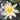 Chromatella water lily - pond plants water lilies aquatic plants-0