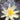 Chromatella water lily - pond plants water lilies aquatic plants-19882