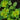 Chrysosplenium alternifolium - Marginal Pond Plants - Pond Plants - Water Plants-0