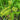 Cyperus alternifolius (Umbrella palm) - Marginal Pond Plants - Pond Plants - Water Plants-0
