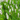 Pontederia cordata ‘Alba’ (White pickerel weed)-None-1 Ltr-0