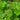 Damera Peltata - Marginal Pond Plants - Pond Plants - Water Plants - Bog Plants-35324