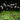 Damera Peltata - Marginal Pond Plants - Pond Plants - Water Plants - Bog Plants-0