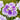 Iris Ensata Dinner Plate cheesecake - Marginal Pond Plants - Pond Plants - Water Plants-0