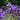 Iris sibirica (Siberian flag) - Marginal Pond Plants - Pond Plants - Water Plants-0