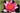 Ellisiana water lily - pond plants - water lilies - aquatic plants-0