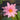 Fabiola water lily - pond plants water lilies aquatic plants-19834
