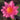 Firecrest water lily - pond plants - water lilies - aquatic plants-0