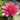 Formosa water lily - pond plants - water lilies - aquatic plants-0