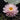 Gloire du Temple-sur-Lot water lily - pond plants - water lilies - aquatic plants-0