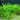 Hygrophila polysperma-submerged - Aquarium Plants -0