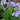 Iris ensata 'Edens Paintbrush' - Marginal Pond Plants - Pond Plants - Water Plants - Bog Plants-0
