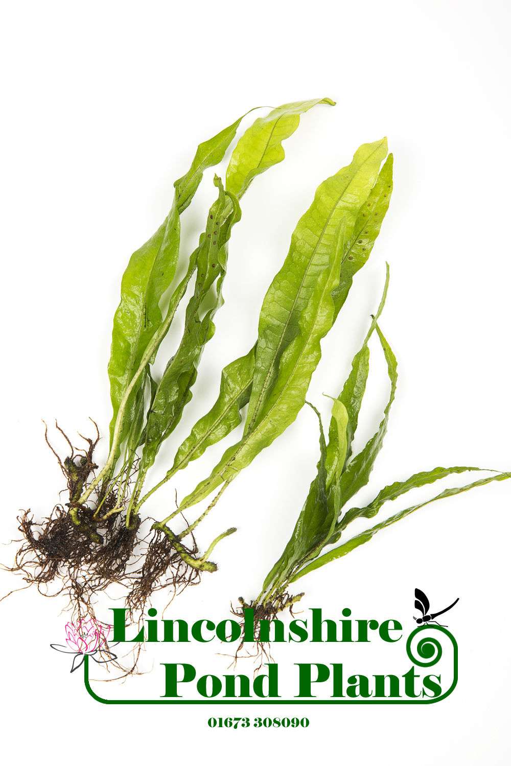 Java Fern - 1 - 100 Plants - Tropical Water Live Aquarium Plants ...