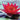 Laydekeri Fulgens water lily - pond plants - water lilies - aquatic plants-14025