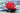 Laydekeri Fulgens water lily - pond plants - water lilies - aquatic plants-14025