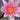 Laydekeri Lilacea water lily - pond plants - water lilies - aquatic plants-0