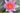 Laydekeri Lilacea water lily - pond plants - water lilies - aquatic plants-0