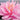 Lily Pons water lily - pond plants - water lilies - aquatic plants-0