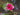 Liou water lily - pond plants - water lilies - aquatic plants-0