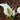 Lysichiton camtschatcensis (White skunk cabbage) - Marginal Pond Plants - Pond Plants - Water Plants-0