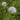 Mentha cervina (Water spearmint or Preslia cervina) - Marginal Pond Plants - Pond Plants - Water Plants-3149