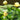 Mexicana water lily - pond plants water lilies aquatic plants-0