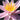 Mrs C W Thomas water lily - pond plants - water lilies - aquatic plants-0