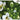 Rorippa nasturtium aquaticum (Water cress)-None-1 Ltr-13344