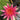 Newton water lily - pond plants - water lilies - aquatic plants-0