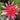 Newton water lily - pond plants - water lilies - aquatic plants-19837
